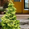 Confucius Golden Hinoki Cypress (Chamaecyparis Obtusa) - 1 Gallon Pot -Home Bloom Garden chamaecyparis obtusa confucius golden hinoki cypress 3