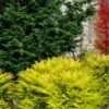 Elmwood Gold Globe Hinoki Cypress - 1 Gallon Pot -Home Bloom Garden chamaecyparis obtusa elmwood gold hinoki false sypress 7
