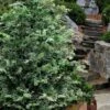 Gimborn Beauty Hinoki Cypress - 3 Gallon Pot -Home Bloom Garden chamaecyparis obtusa gimborn beauty hinoki cypress 6 1