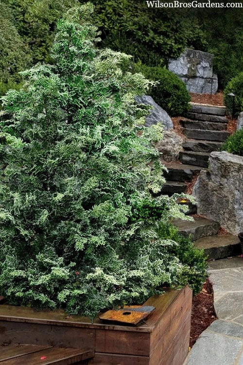 Gimborn Beauty Hinoki Cypress - 7 Gallon Pot 3 Gimborn Beauty Hinoki Cypress - 7 Gallon Pot