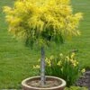 Dwarf Golden Threadleaf Cypress (Single Trunk Topiary Tree) - 6 Gallon Pot -Home Bloom Garden chamaecyparis pisifera filifera aurea nana dwarf golden sawara cypress tree 1