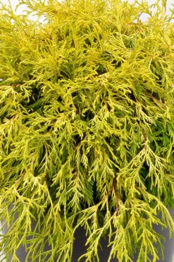 Gold Mop Threadleaf Cypress Tree (Standard Topiary) - 5 Gallon Pot -Home Bloom Garden chamaecyparis pisifera gold mop single trunk topiary tree 2
