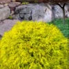 King's Gold Sawara False Cypress - 3 Gallon Pot -Home Bloom Garden chamaecyparis pisifera kings gold false cypress 7 1