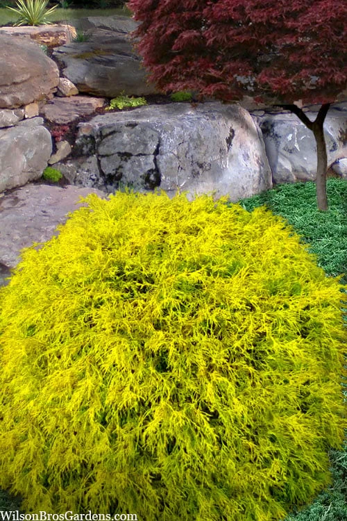 King's Gold Sawara False Cypress - 3 Gallon Pot 3 King's Gold Sawara False Cypress - 3 Gallon Pot