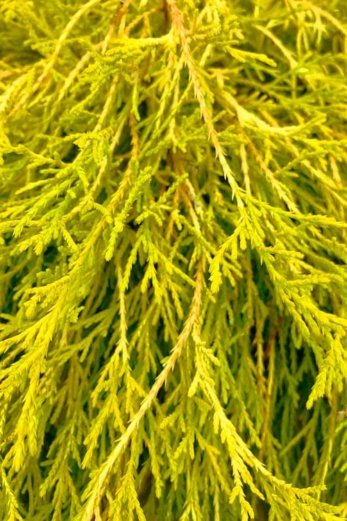 King's Gold Sawara False Cypress - 3 Gallon Pot 6 King's Gold Sawara False Cypress - 3 Gallon Pot - Image 4
