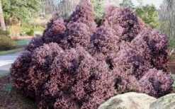 Heatherbun Atlantic White Cedar (Chamaecyparis Thyiodes) - 2 Gallon Pot -Home Bloom Garden chamaecyparis thyoides heatherbun atlantic white cedar 2