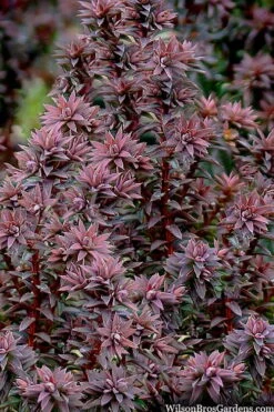 Red Star Cedar - 1 Gallon Pot -Home Bloom Garden chamaecyparis thyoides red star cedar 8