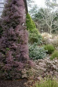 Red Star Cedar - 1 Gallon Pot