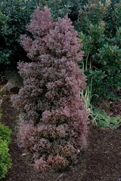 Red Star Cedar - 1 Gallon Pot -Home Bloom Garden chamaecyparis thyoides red star white cedar 2