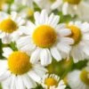 Roman Chamomile Plant - 6 Pack Of Pint Pots -Home Bloom Garden chamaemelum nobile roman chamomile 1