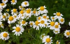 Roman Chamomile Plant - 6 Pack Of Pint Pots -Home Bloom Garden chamaemelum nobile roman chamomile 3