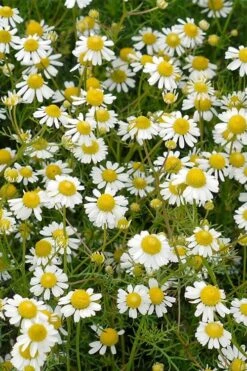 Roman Chamomile Plant - 6 Pack Of Pint Pots -Home Bloom Garden chamaemelum nobile roman chamomile 4