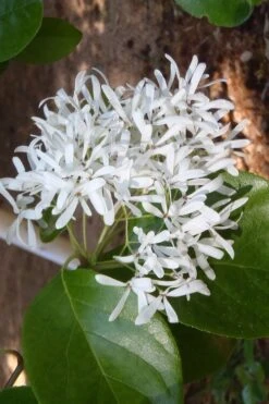 Tokyo Tower Chinese Fringe Tree (Chionanthus Retusus) - 7 Gallon Pot (4-5') -Home Bloom Garden chionanthus retusus tokyo tower chinese fringe tree 4