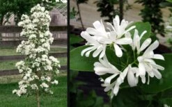Tokyo Tower Chinese Fringe Tree (Chionanthus Retusus) - 7 Gallon Pot (4-5') -Home Bloom Garden chionanthus retusus tokyo tower chinese fringe tree 6