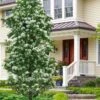 Tokyo Tower Chinese Fringe Tree (Chionanthus Retusus) - 7 Gallon Pot (4-5') -Home Bloom Garden chionanthus retusus tokyo tower chinese fringe tree 7