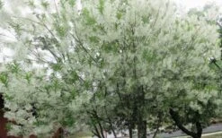 Grancy Graybeard - White Fringe Tree - 3 Gallon Pot -Home Bloom Garden chionanthus virginicus grancy greybeard multi stem tree 4