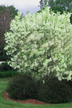 Grancy Graybeard - White Fringe Tree - 3 Gallon Pot -Home Bloom Garden chionanthus virginicus grancy greybeard multi stem tree 5