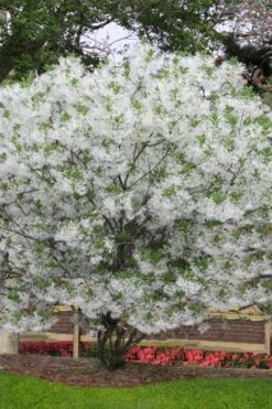 Grancy Graybeard - White Fringe Tree - 3 Gallon Pot -Home Bloom Garden chionanthus virginicus grancy greybeard multi stem tree 6