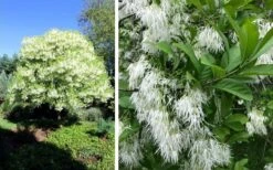 Grancy Graybeard - White Fringe Tree - 7 Gallon Pot (2-3') -Home Bloom Garden chionanthus virginicus grancy greybeard single stem tree 1