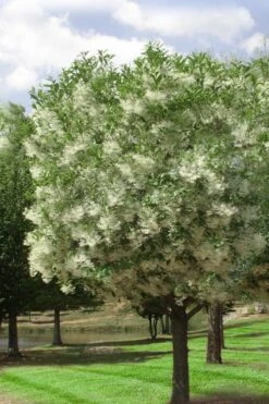 Grancy Graybeard - White Fringe Tree - 7 Gallon Pot (2-3') -Home Bloom Garden chionanthus virginicus grancy greybeard single stem tree 2