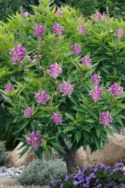 El Nino Desert Orchid (Chitalpa) - 3 Pack Of Quart Pots 13 El Nino Desert Orchid (Chitalpa) - 3 Pack Of Quart Pots -Home Bloom Garden chitalpa el nino desert orchid 10