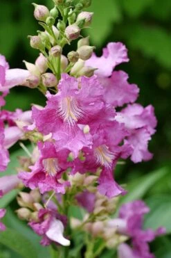 El Nino Desert Orchid (Chitalpa) - 3 Pack Of Quart Pots 14 El Nino Desert Orchid (Chitalpa) - 3 Pack Of Quart Pots -Home Bloom Garden chitalpa el nino desert orchid 2