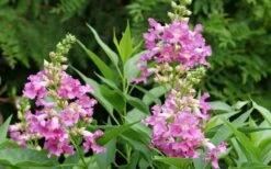 El Nino Desert Orchid (Chitalpa) - 3 Pack Of Quart Pots 17 El Nino Desert Orchid (Chitalpa) - 3 Pack Of Quart Pots -Home Bloom Garden chitalpa el nino desert orchid 3