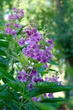 El Nino Desert Orchid (Chitalpa) - 3 Pack Of Quart Pots 16 El Nino Desert Orchid (Chitalpa) - 3 Pack Of Quart Pots -Home Bloom Garden chitalpa el nino desert orchid 6