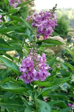 El Nino Desert Orchid (Chitalpa) - 3 Pack Of Quart Pots 15 El Nino Desert Orchid (Chitalpa) - 3 Pack Of Quart Pots -Home Bloom Garden chitalpa el nino desert orchid 8