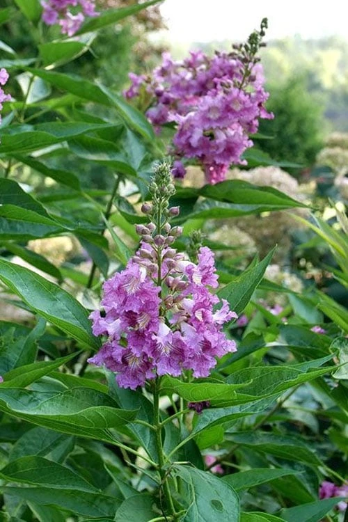 El Nino Desert Orchid (Chitalpa) - 3 Pack Of Quart Pots 8 El Nino Desert Orchid (Chitalpa) - 3 Pack Of Quart Pots - Image 6