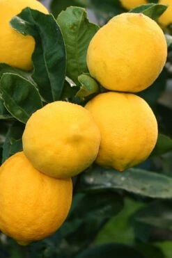 Meyer Lemon Tree (Citrus X Meyeri) - 5 Gallon Pot -Home Bloom Garden citrus meyeri meyer lemon tree 5