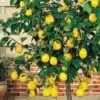 Meyer Lemon Tree (Citrus X Meyeri) - 5 Gallon Pot 2 Meyer Lemon Tree (Citrus X Meyeri) - 5 Gallon Pot -Home Bloom Garden citrus meyeri meyer lemon tree 6