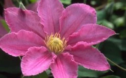 Abilene Clematis - 1 Gallon Pot -Home Bloom Garden clematis abilene 12
