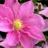 Abilene Clematis - 1 Gallon Pot -Home Bloom Garden clematis abilene 15