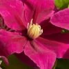 Acropolis Clematis - 1 Gallon Pot -Home Bloom Garden clematis acropolis 4