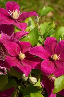 Acropolis Clematis - 1 Gallon Pot -Home Bloom Garden clematis acropolis 5