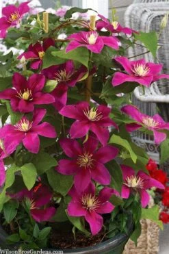 Acropolis Clematis - 1 Gallon Pot -Home Bloom Garden clematis acropolis 7