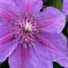 Adam's Courage Clematis - 1 Gallon Pot -Home Bloom Garden clematis adams courage 1