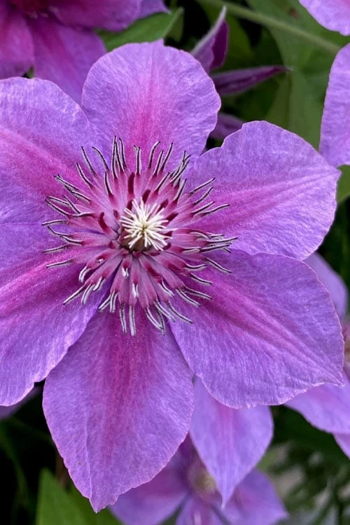 Adam's Courage Clematis - 1 Gallon Pot 3 Adam's Courage Clematis - 1 Gallon Pot