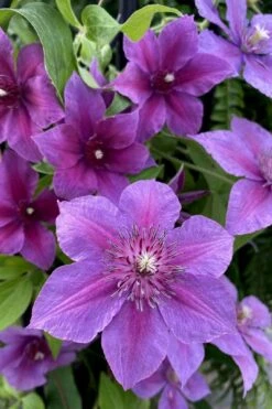 Adam's Courage Clematis - 1 Gallon Pot 9 Adam's Courage Clematis - 1 Gallon Pot -Home Bloom Garden clematis adams courage 2