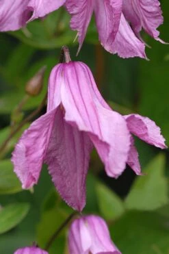 Alionushka Clematis - 1 Gallon Pot -Home Bloom Garden clematis alionushka 5