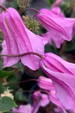 Alionushka Clematis - 1 Gallon Pot -Home Bloom Garden clematis alionushka 500x750 1