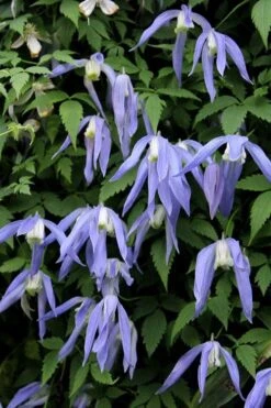 Blue Dancer Clematis - 1 Gallon Pot -Home Bloom Garden clematis alpina blue dancer 3
