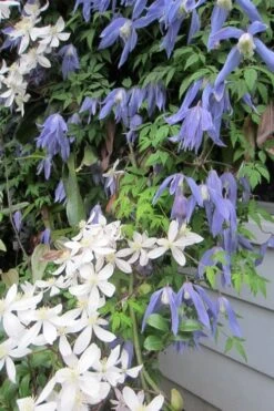 Blue Dancer Clematis - 1 Gallon Pot -Home Bloom Garden clematis alpina blue dancer 5