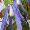 Blue Dancer Clematis - 1 Gallon Pot -Home Bloom Garden clematis alpina blue dancer 6