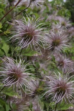 Blue Dancer Clematis - 1 Gallon Pot -Home Bloom Garden clematis alpina blue dancer 8