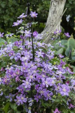 Arabella Clematis - 1 Gallon Pot -Home Bloom Garden clematis arabella 10