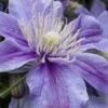 Arabella Clematis - 1 Gallon Pot -Home Bloom Garden clematis arabella 15