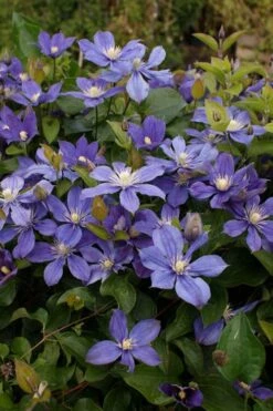Arabella Clematis - 1 Gallon Pot -Home Bloom Garden clematis arabella 3