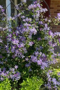 Arabella Clematis - 1 Gallon Pot -Home Bloom Garden clematis arabella 6